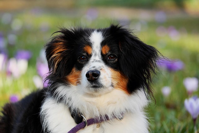 Australian Shepherd attentive and focused during outdoor training session