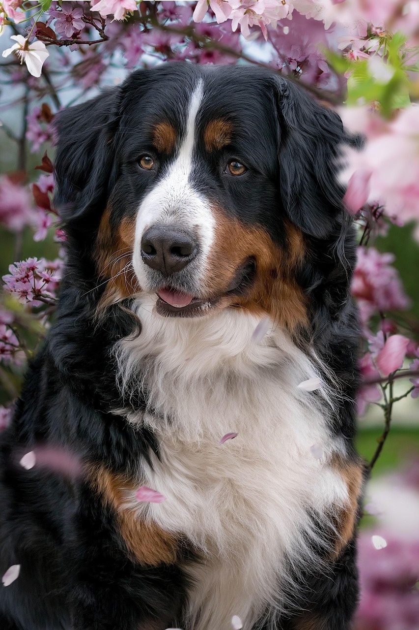 Bernese Mountain Dog with a beautiful tricolor coat sitting outdoors