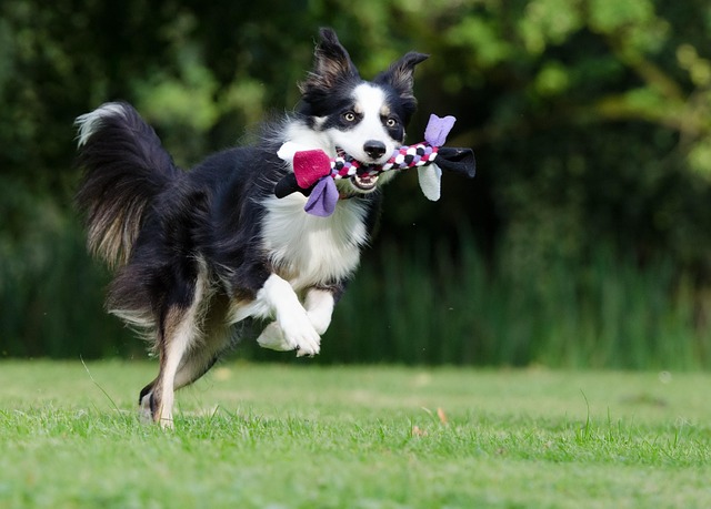 Border collie outdoors - dogs can sneeze from allergens, foxtails, and other nasal irritants