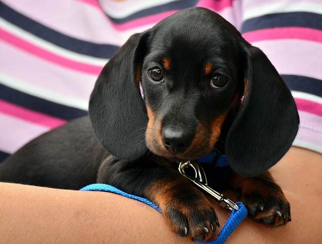 Dachshund with a well-groomed coat posing outdoors
