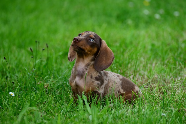Dachshund with a healthy, well-maintained coat