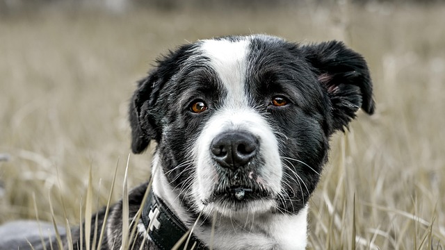 Attentive dog learning about safe seafood like crab
