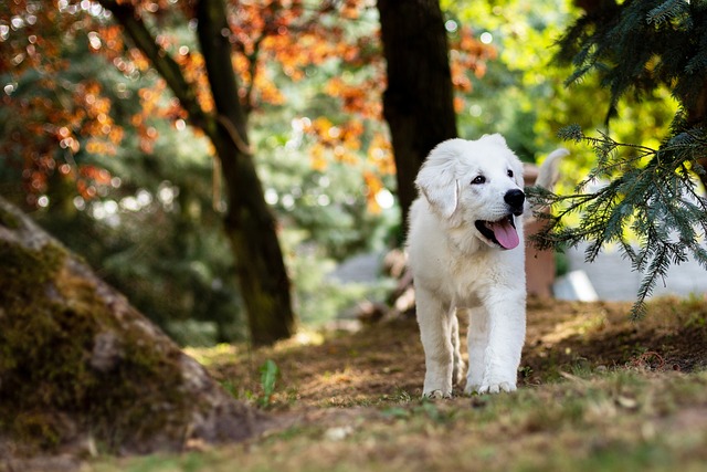 Dog looking up expectantly while family prepares turkey meal