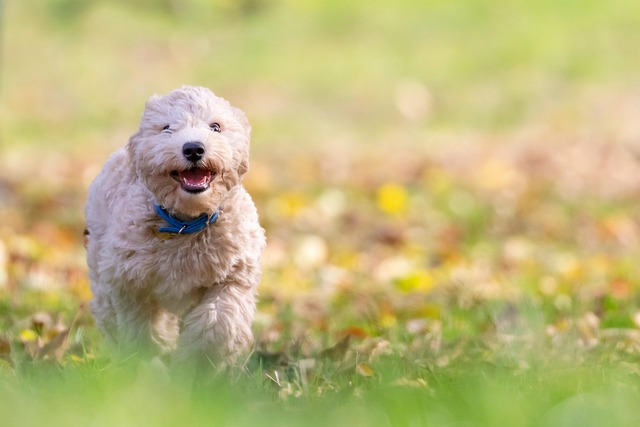 Dog looking at food, learning about ham safety for dogs