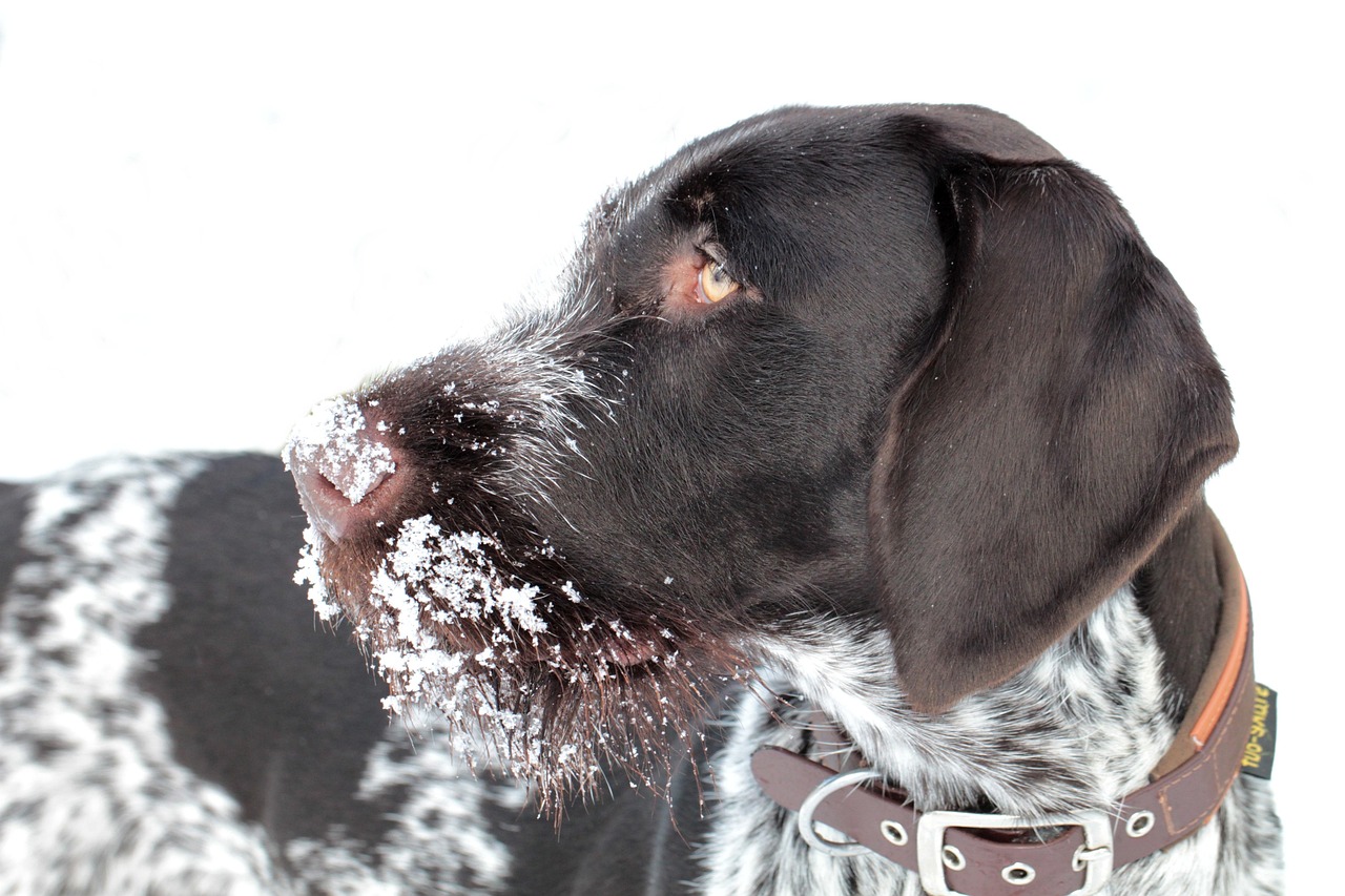 Healthy adult dog at a routine veterinary checkup for annual vaccinations