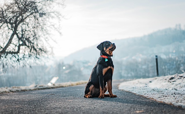 Dog with healthy shiny coat from omega-3 rich salmon diet