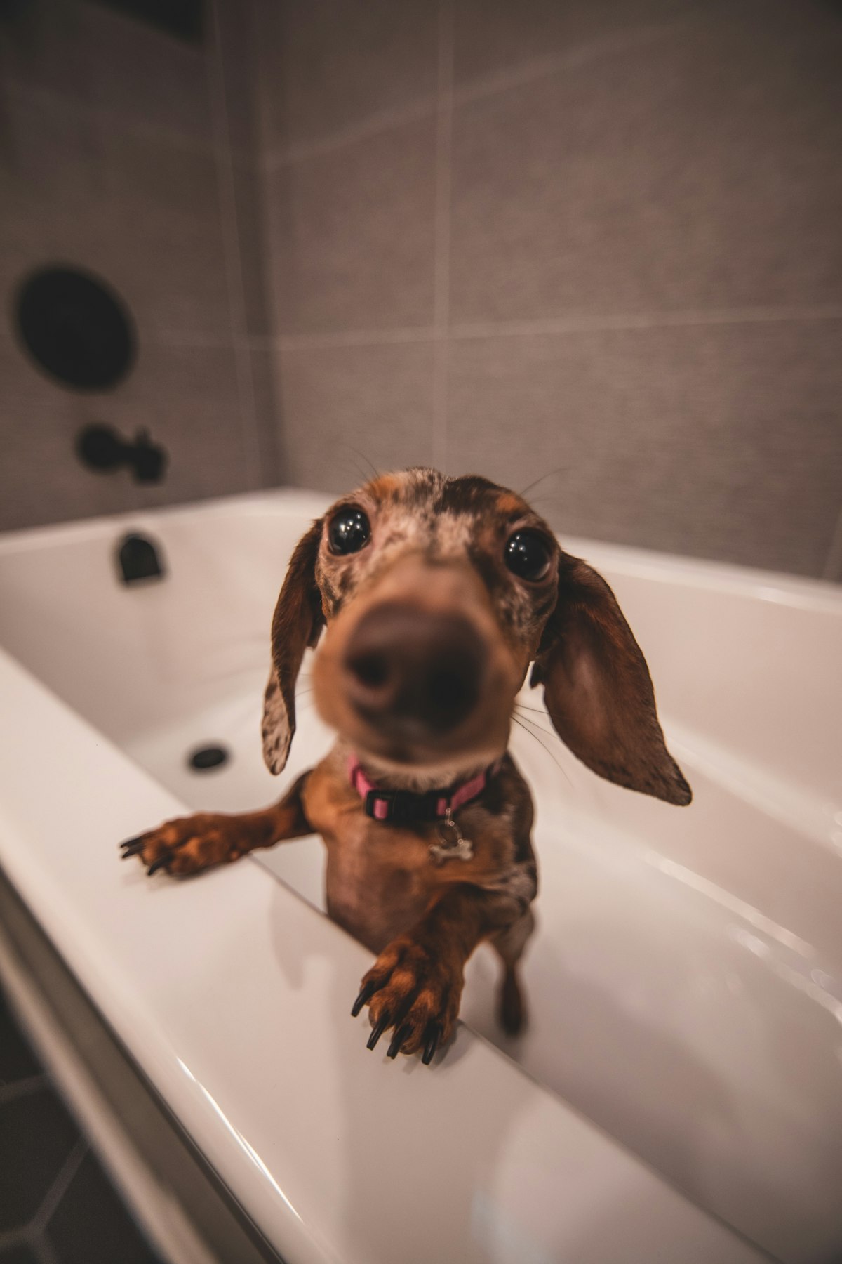 Small dog getting a warm bath in a grooming tub