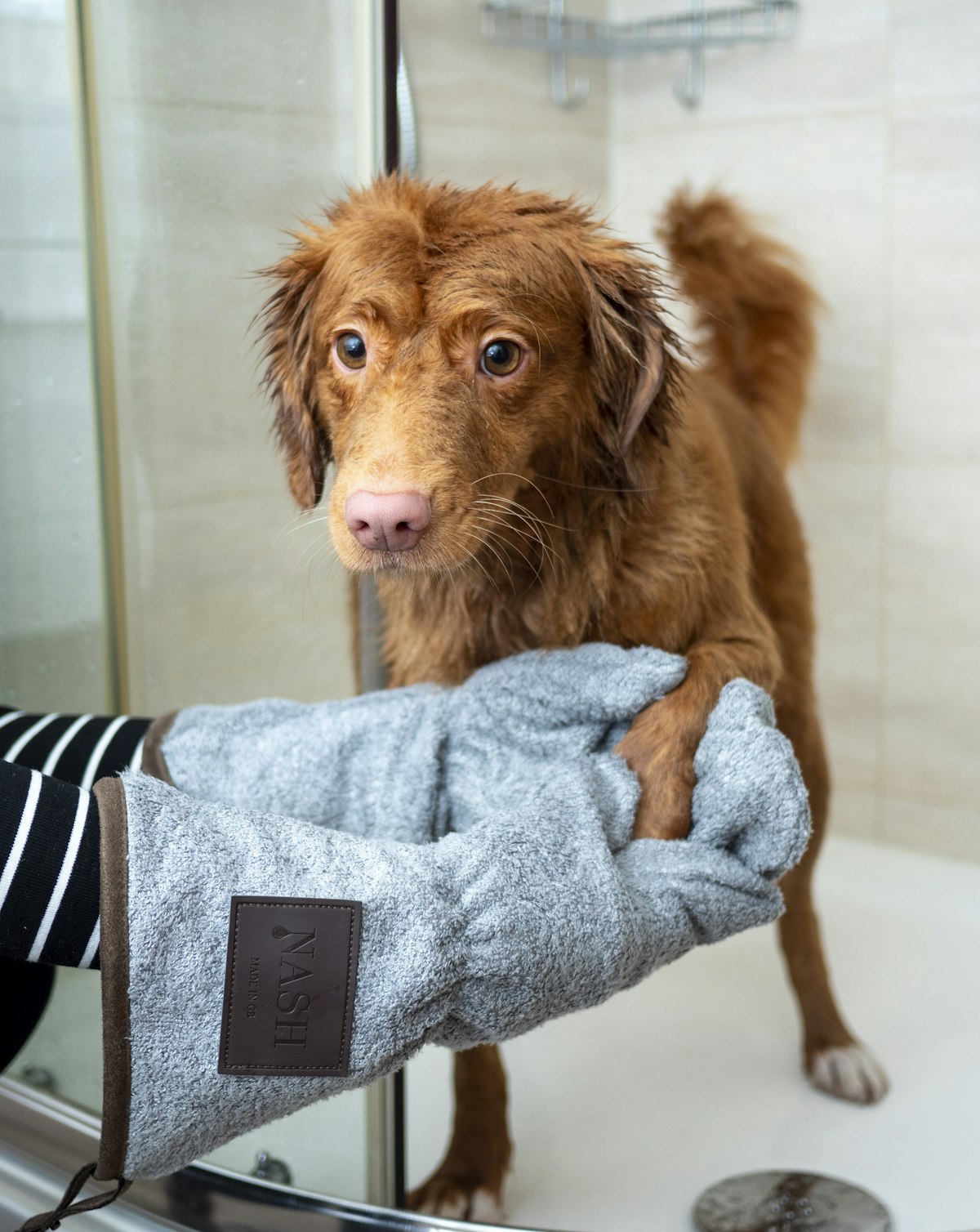 Clean dog wrapped in towel after bath