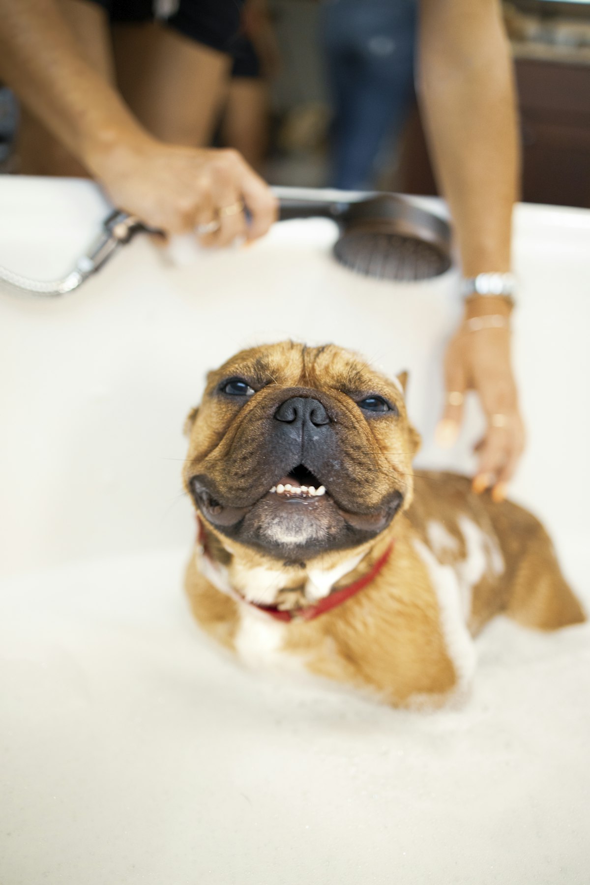 Professional grooming table setup with tools ready for a Yorkshire Terrier grooming session