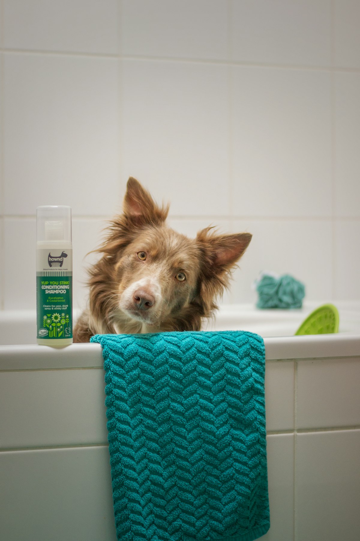 Professional groomer working with a small dog at a grooming salon
