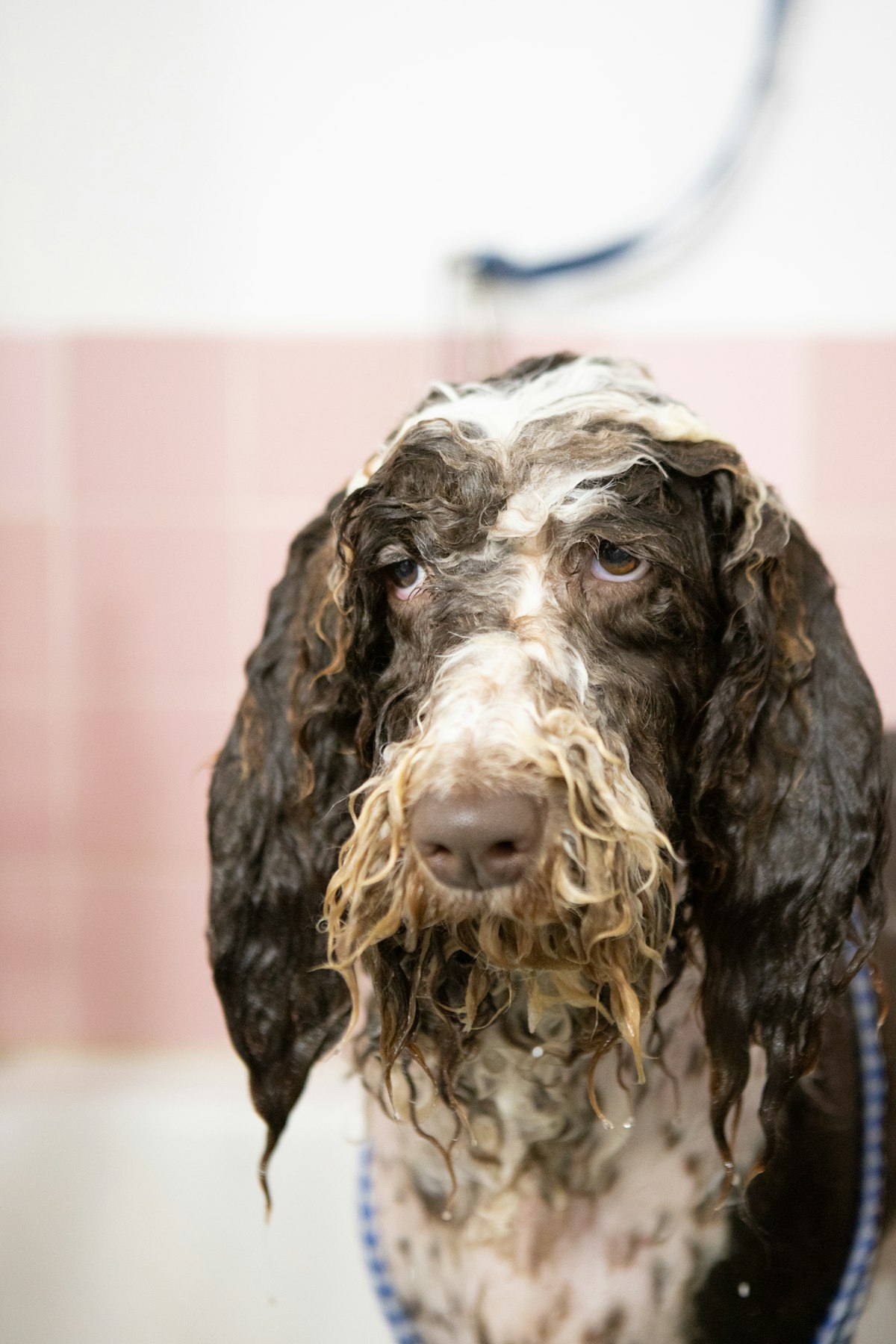 Modern dog wash station in a professional grooming salon
