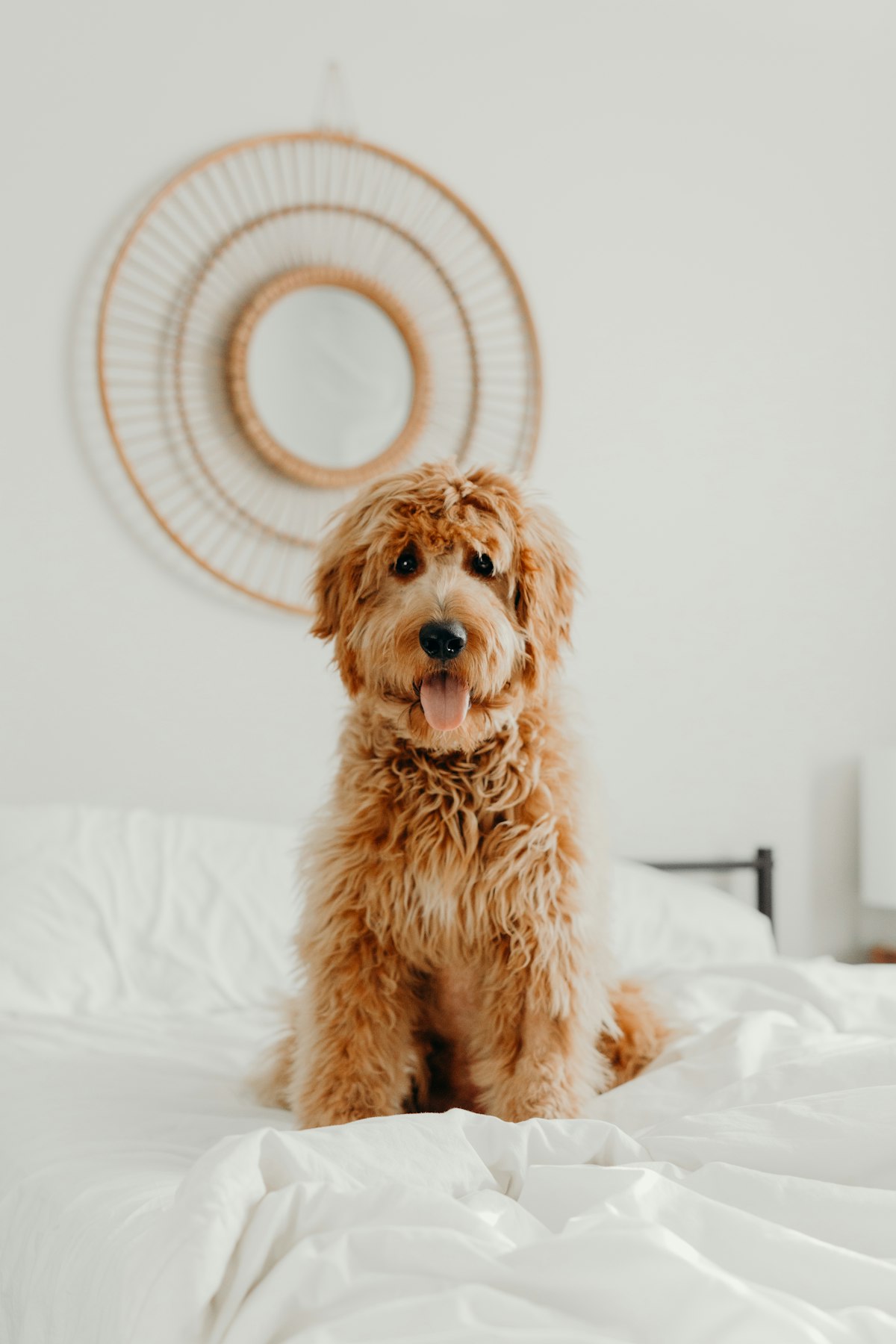 Goldendoodle grooming guide