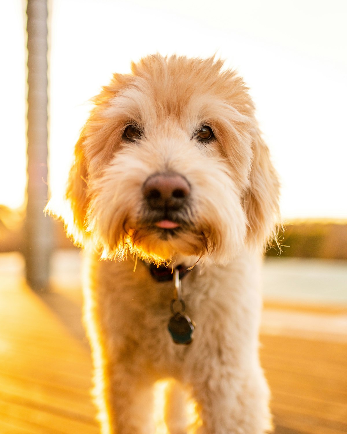 Tan Goldendoodle showing wavy coat texture