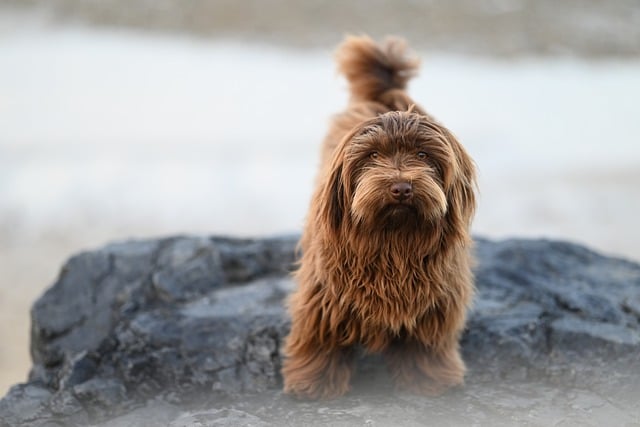 Havanese dog with a silky hypoallergenic coat