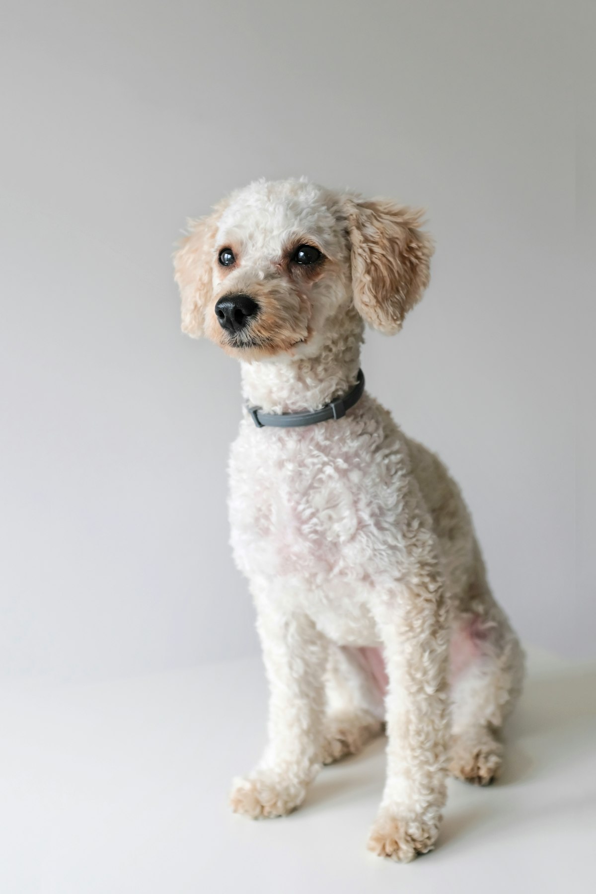 Toy poodle with elegant grooming