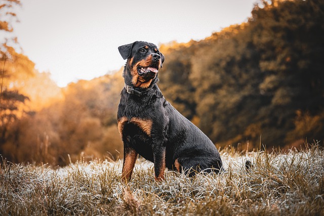 Rottweiler resting outdoors - blood in stool can affect any breed of dog