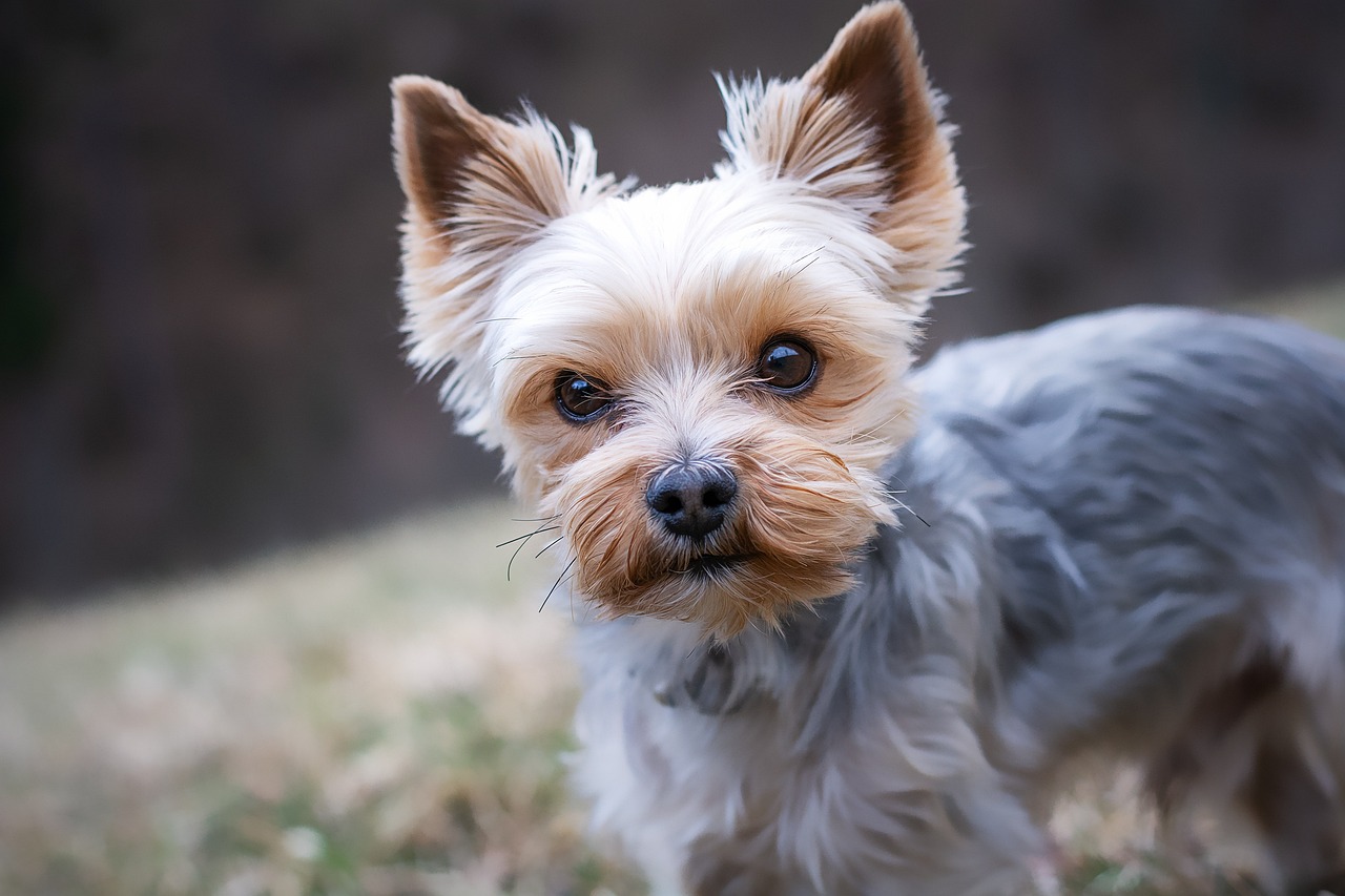 Yorkshire Terrier with a beautifully groomed silky coat sitting for a portrait